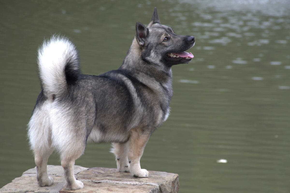 Swedish Vallhund