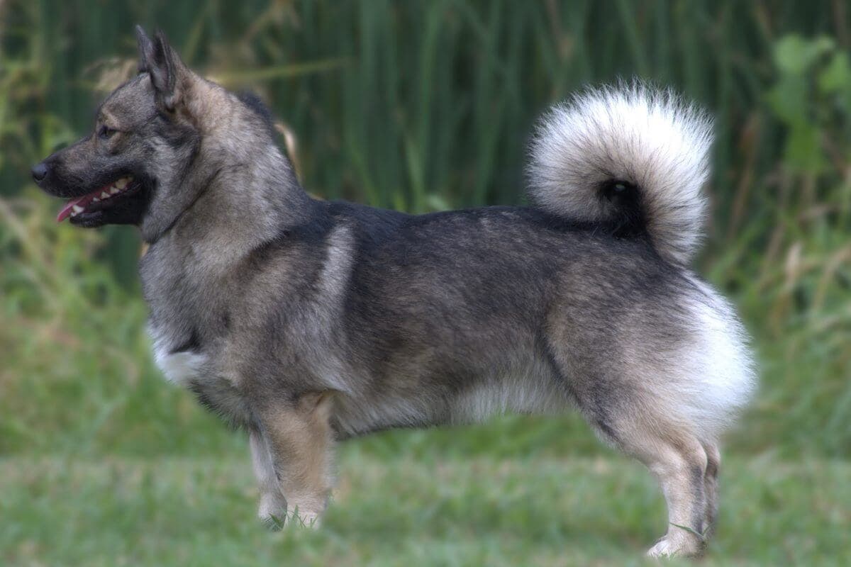 Swedish Vallhund