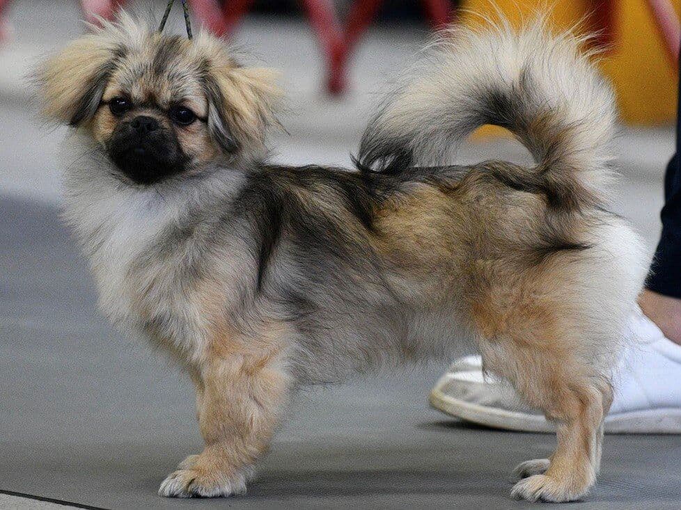 Tibetan Spaniel