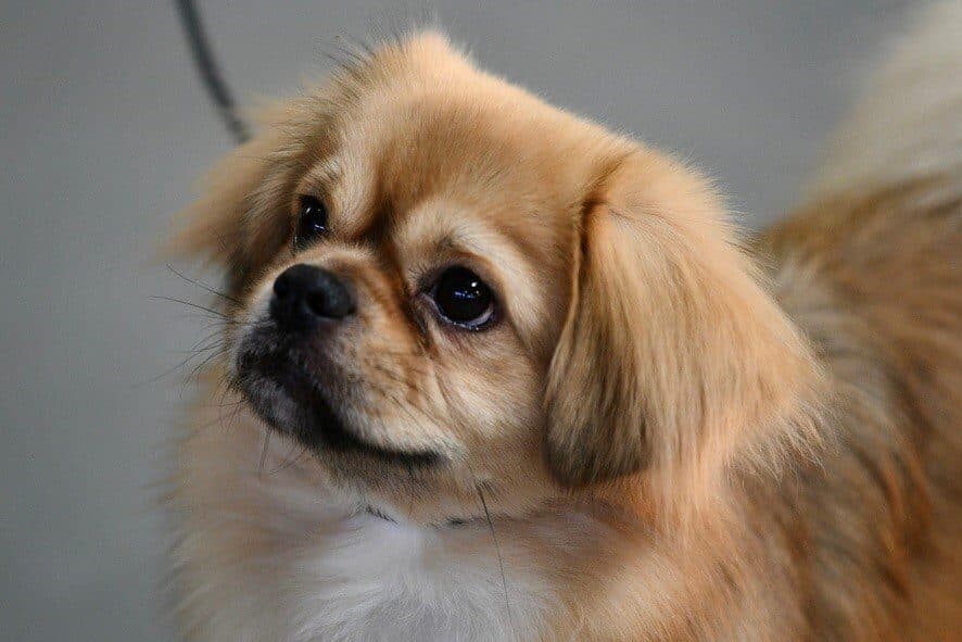 Tibetan Spaniel