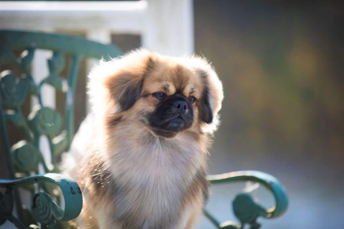 Tibetan Spaniel