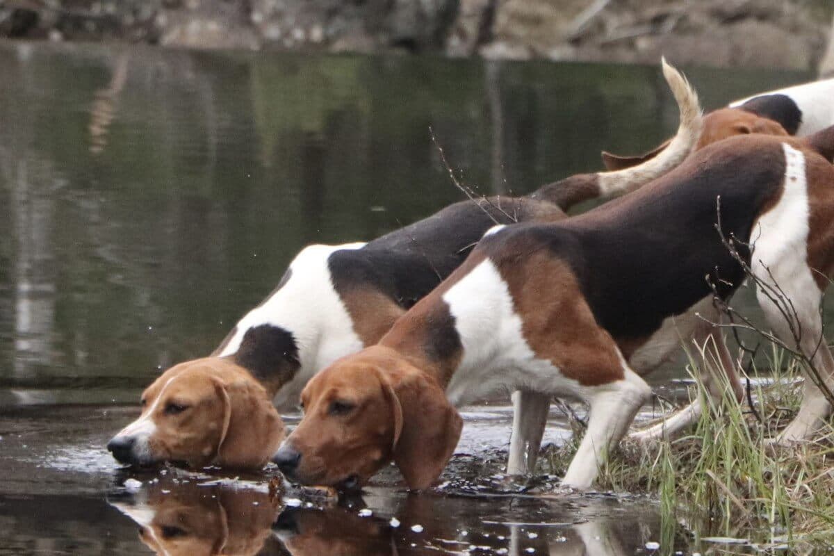 Treeing Walker Coonhound