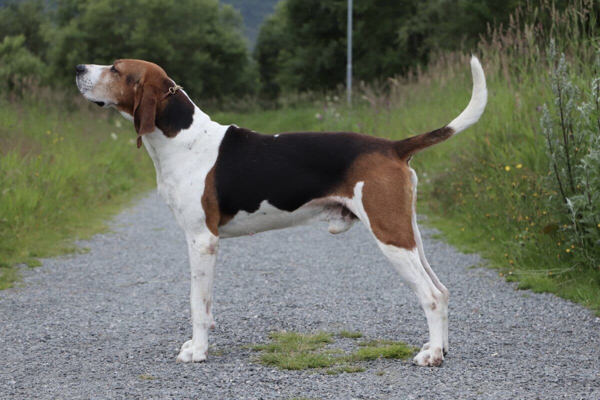 Treeing Walker Coonhound