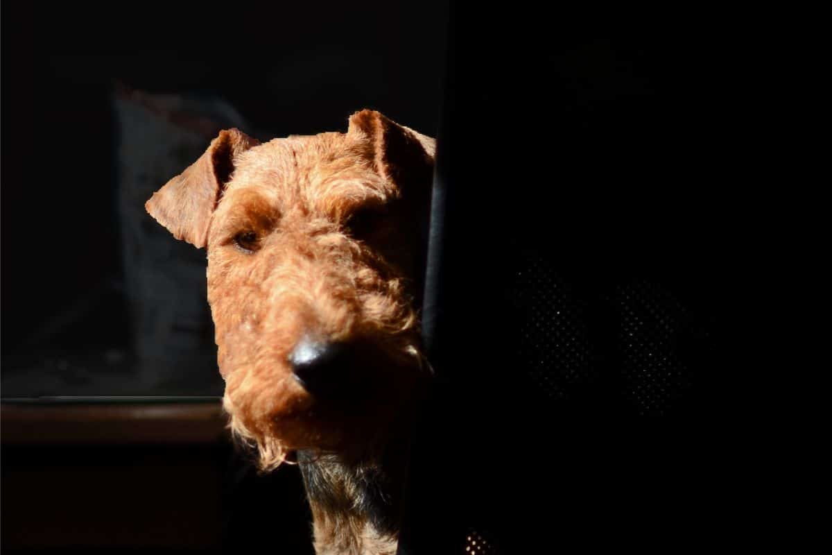 Welsh Terrier