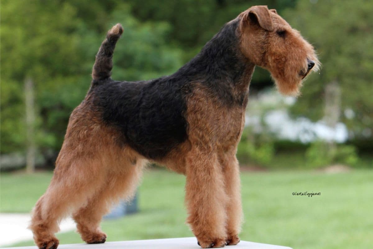 Welsh Terrier