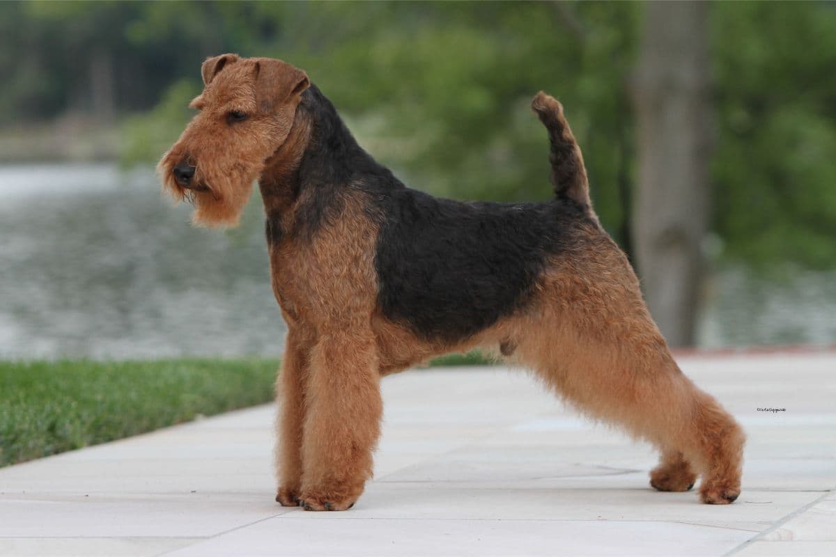 Welsh Terrier