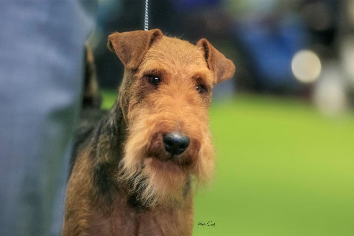 Welsh Terrier
