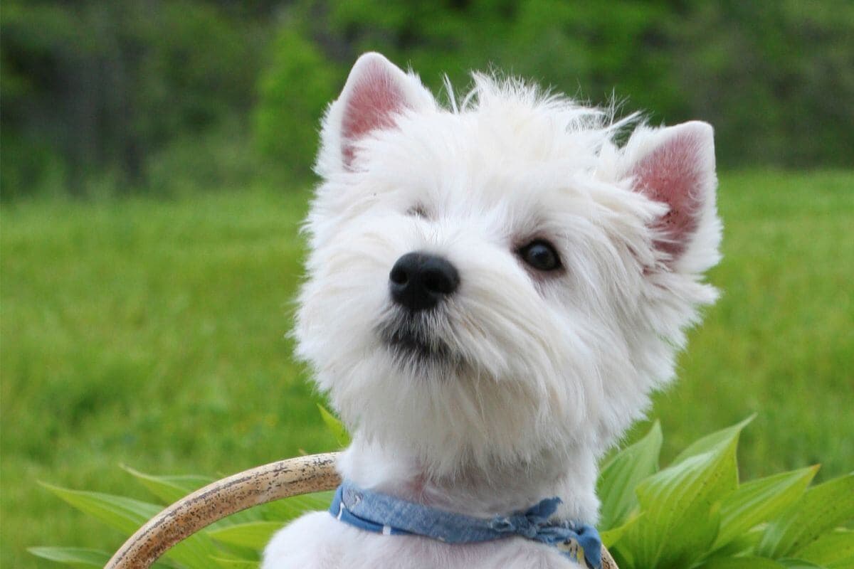 West Highland White Terrier