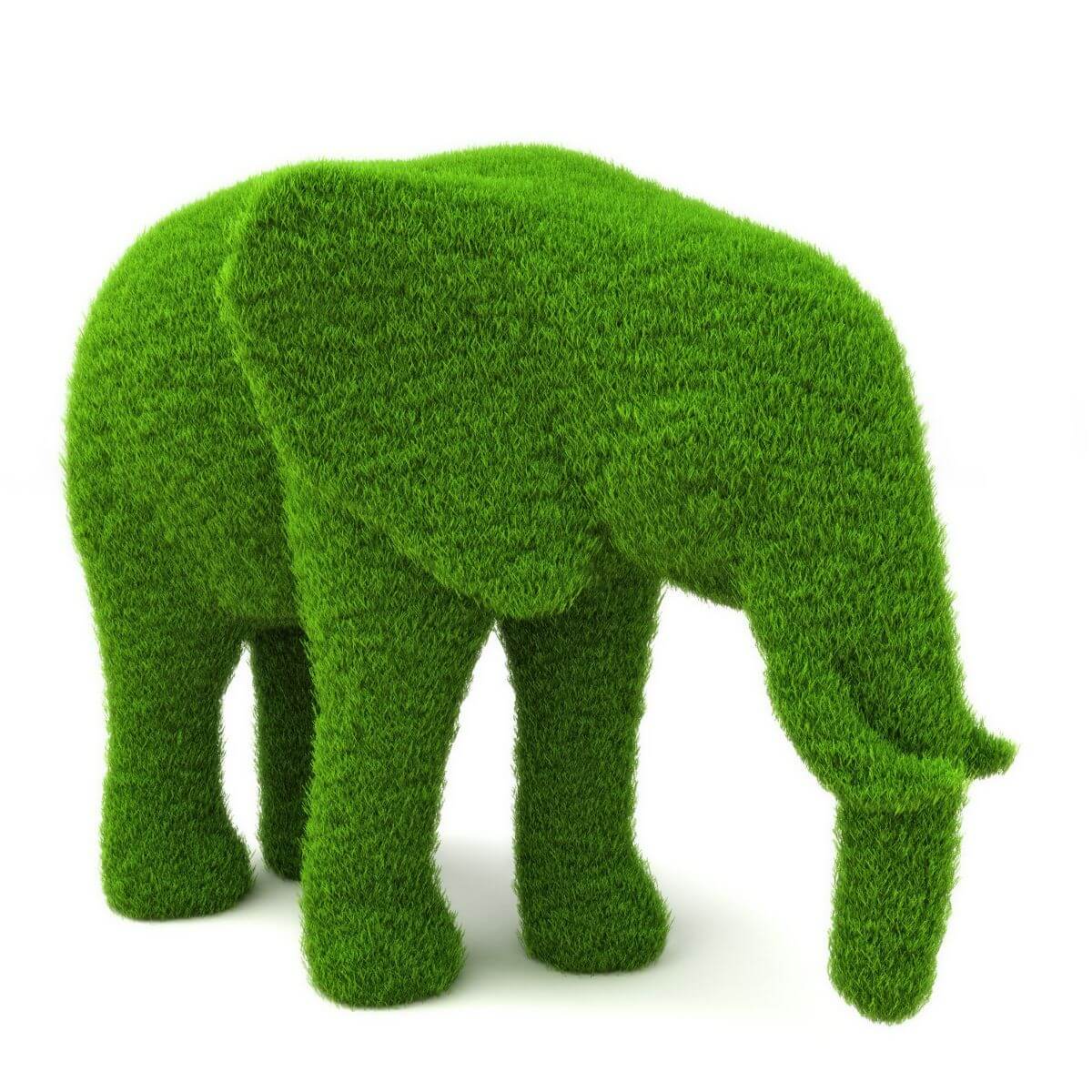 A Kuvasz must not be trimmed like a topiary bush.Image by Matias Garabedian, Mosaïque culturelle, Montreal, Canada