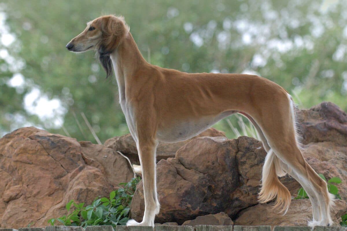 Saluki