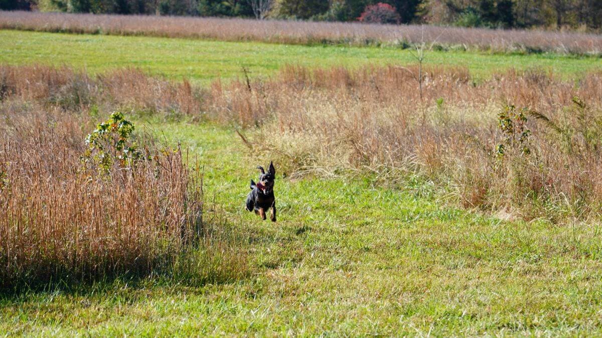 Gordon Setters Can Fly