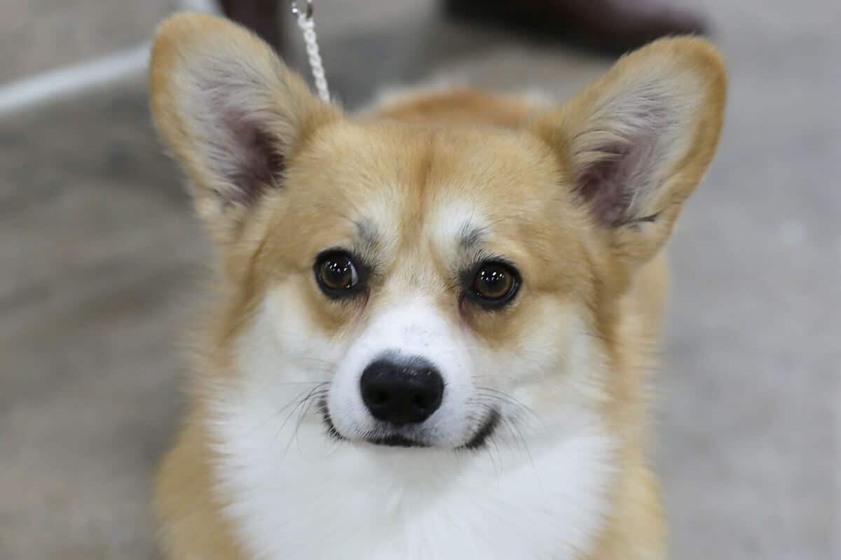 Pembroke Welsh Corgi