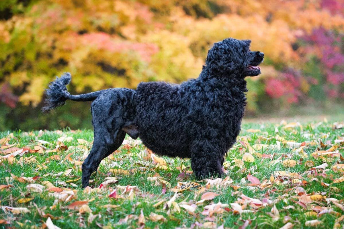 Portuguese Water Dog