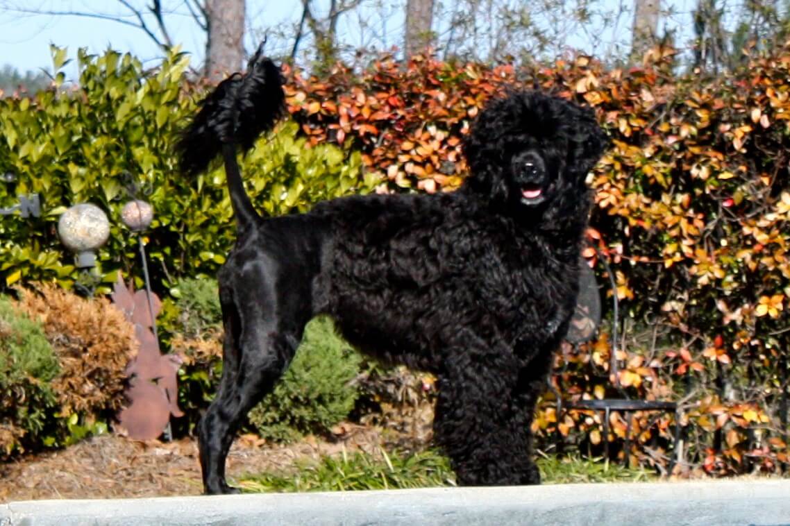 Portuguese Water Dog