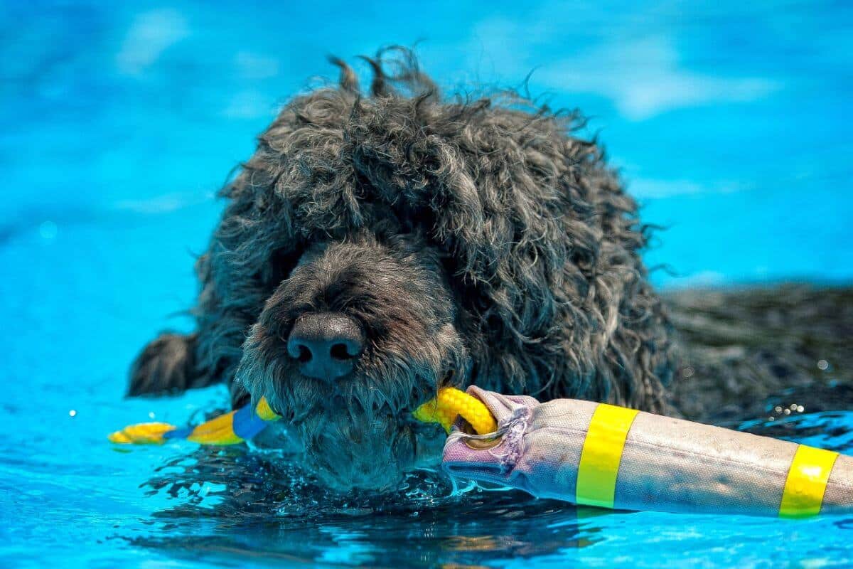 Portuguese Water Dog