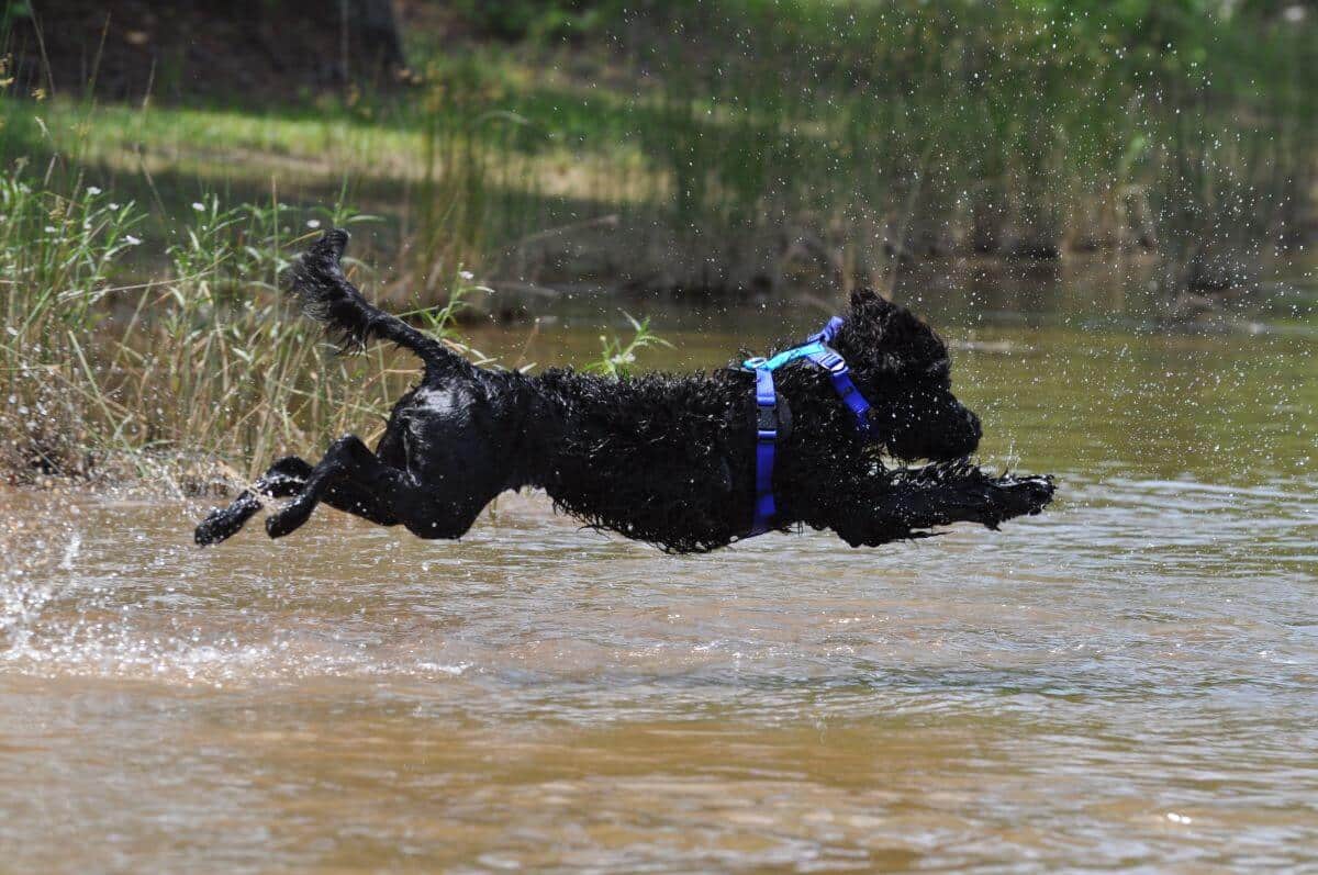 Portuguese Water Dog