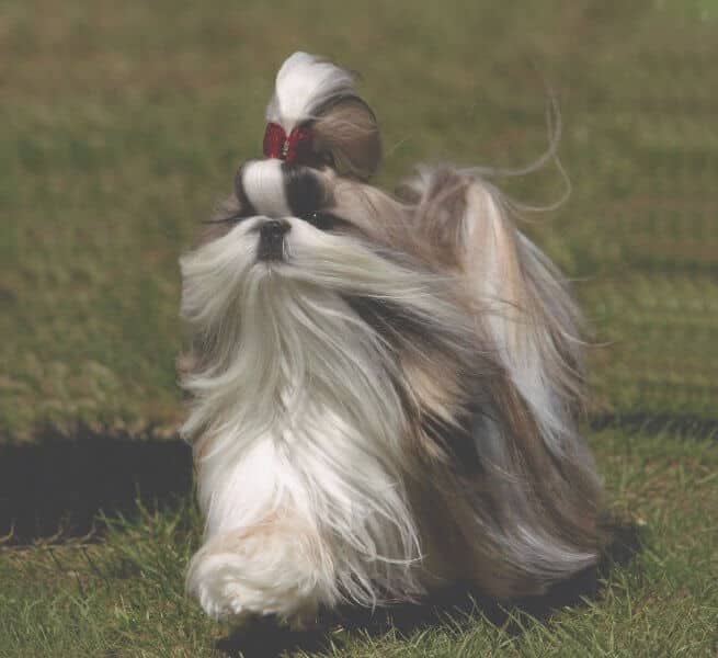 Shih Tzu walking outside on the grass.