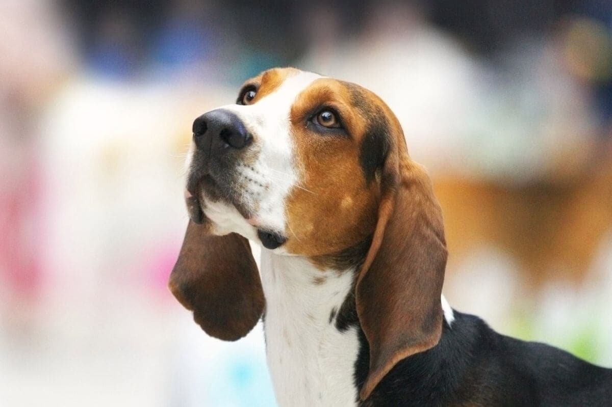 Treeing Walker Coonhound
