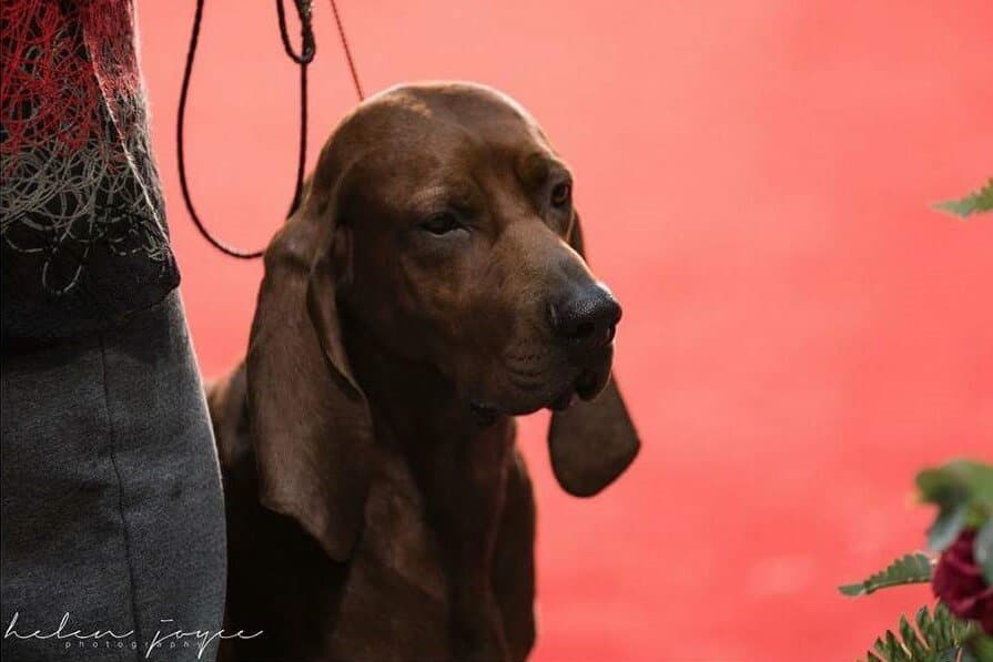 Redbone Coonhound