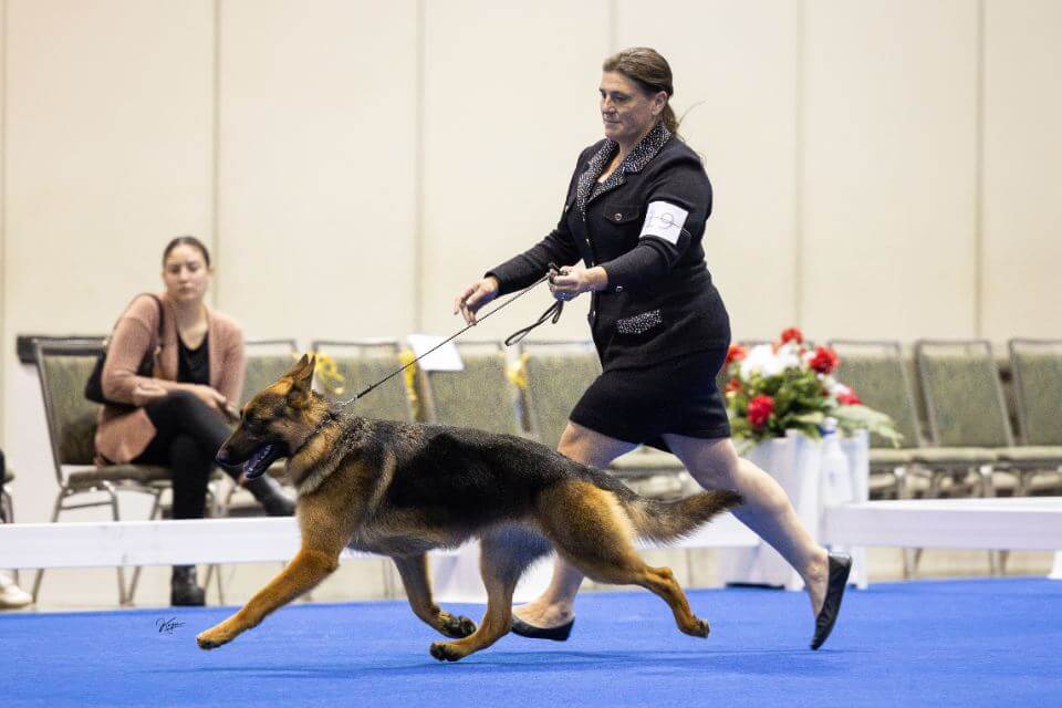 Interview with the Breeder/Owner Handler Jenny Henry