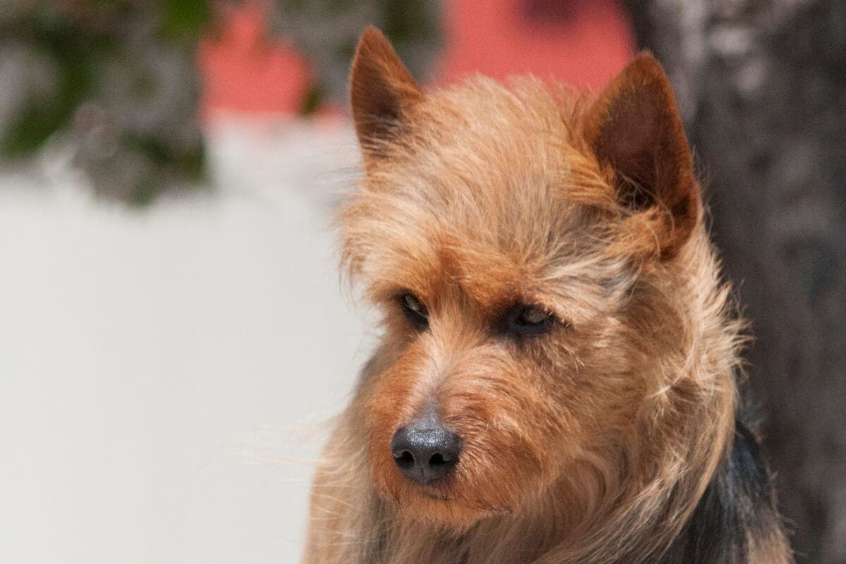 Australian Terrier