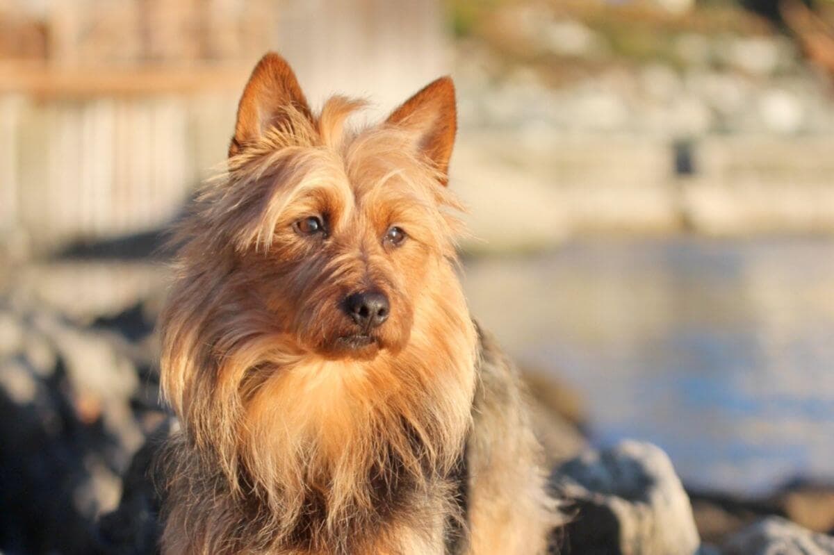 Australian Terrier
