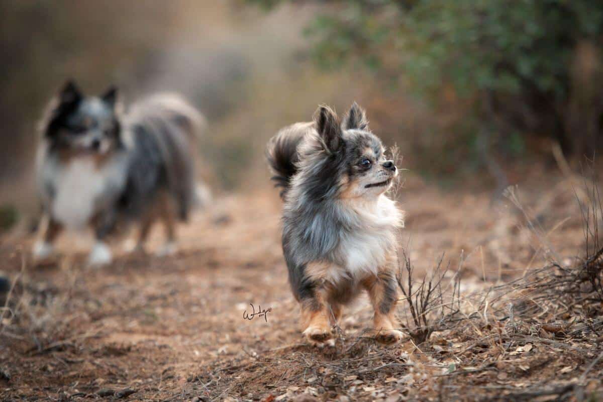 Chihuahua