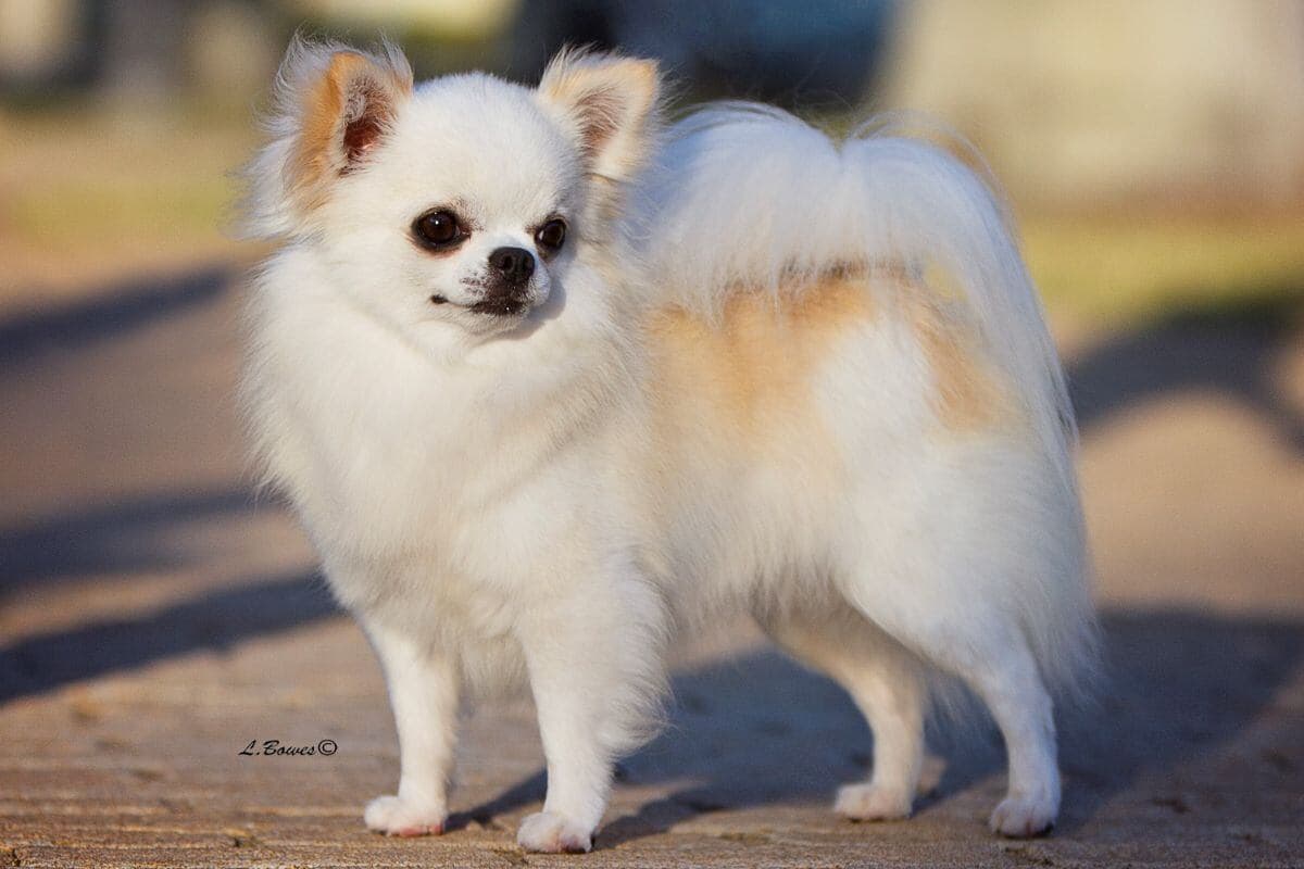 Chihuahua