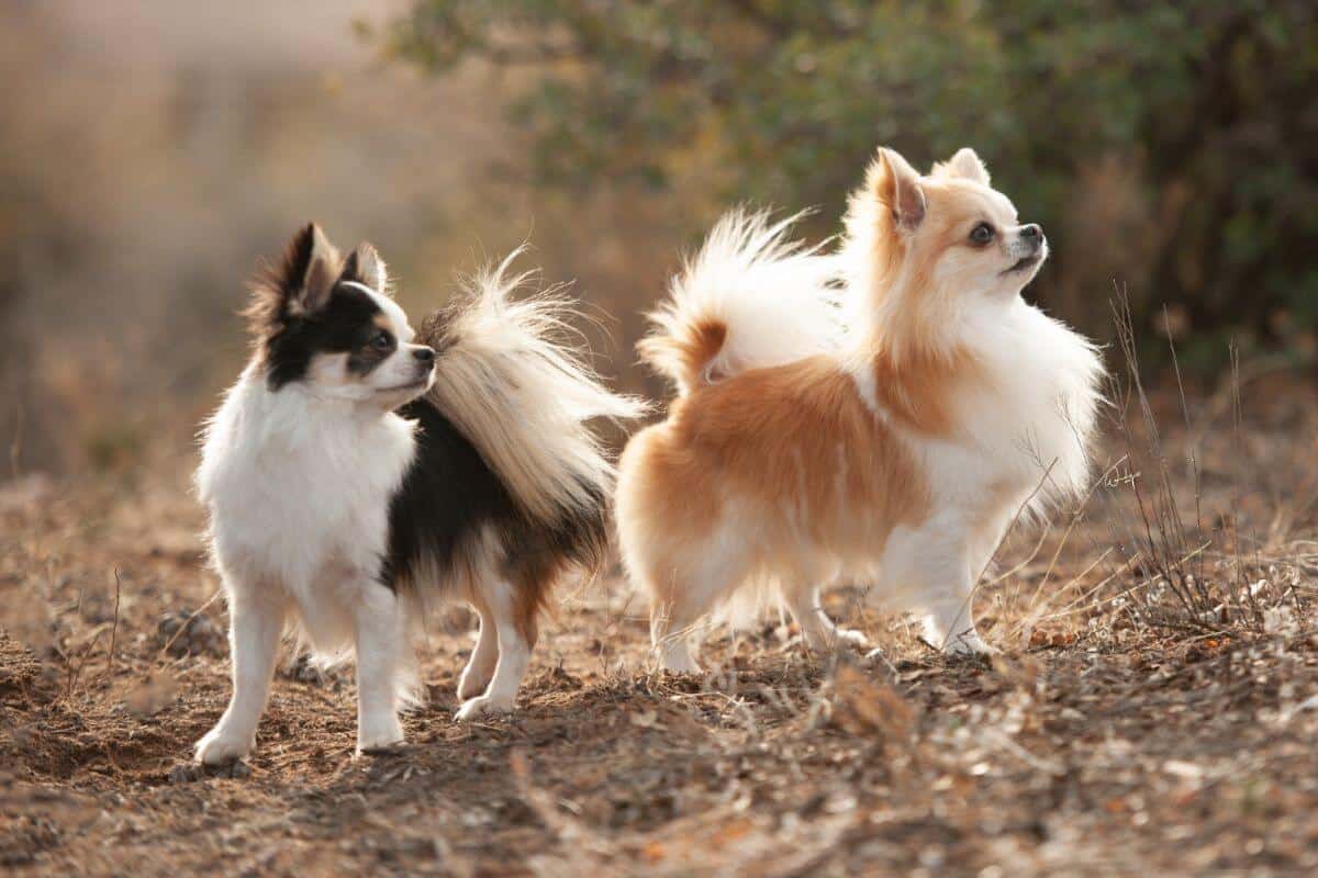 Chihuahua