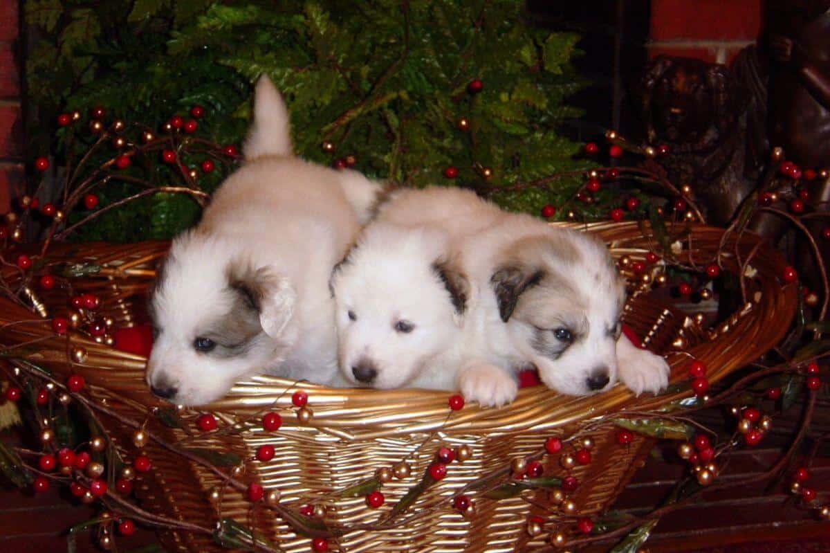 Great Pyrenees