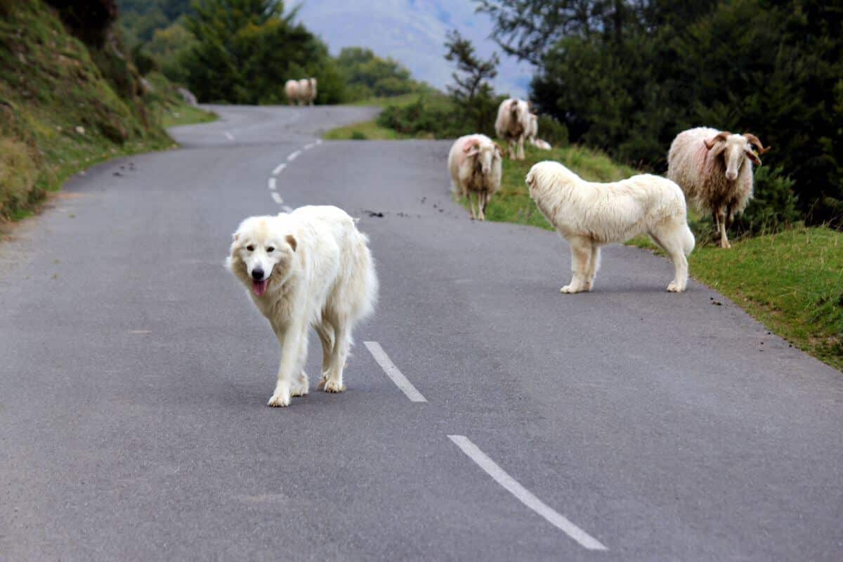 Great Pyrenees