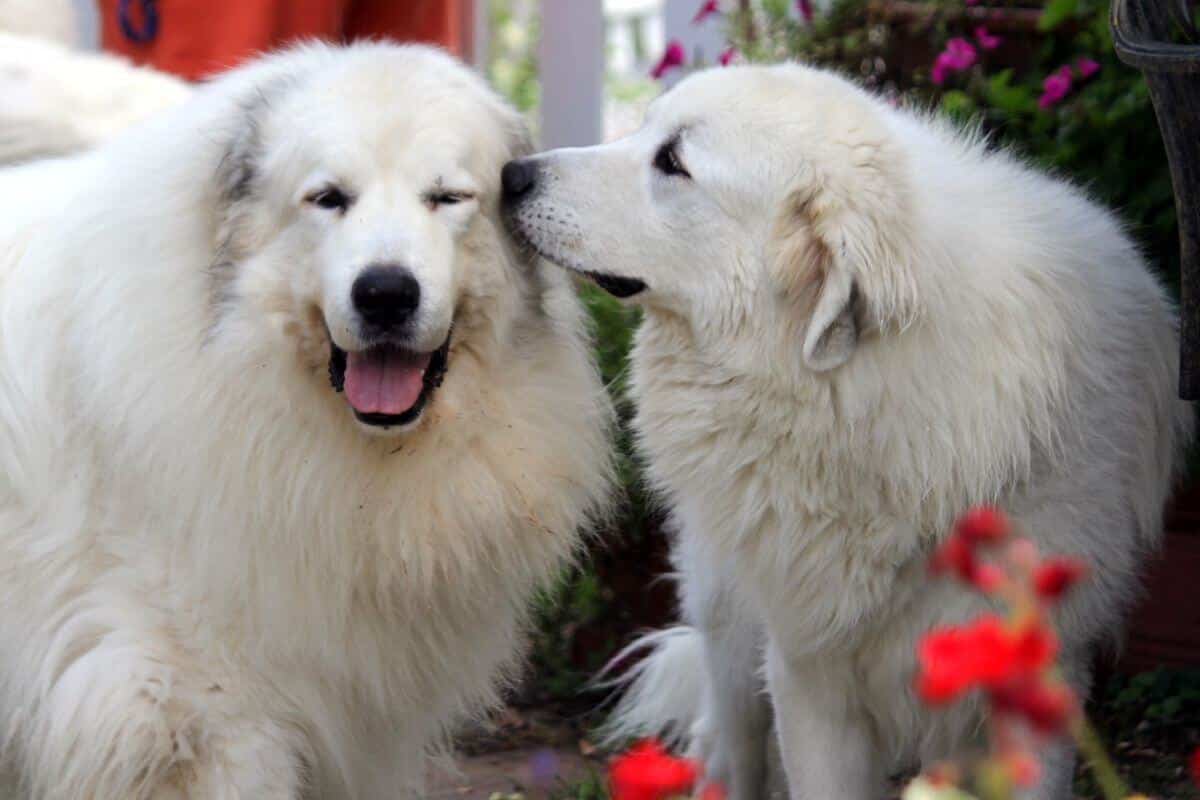Great Pyrenees