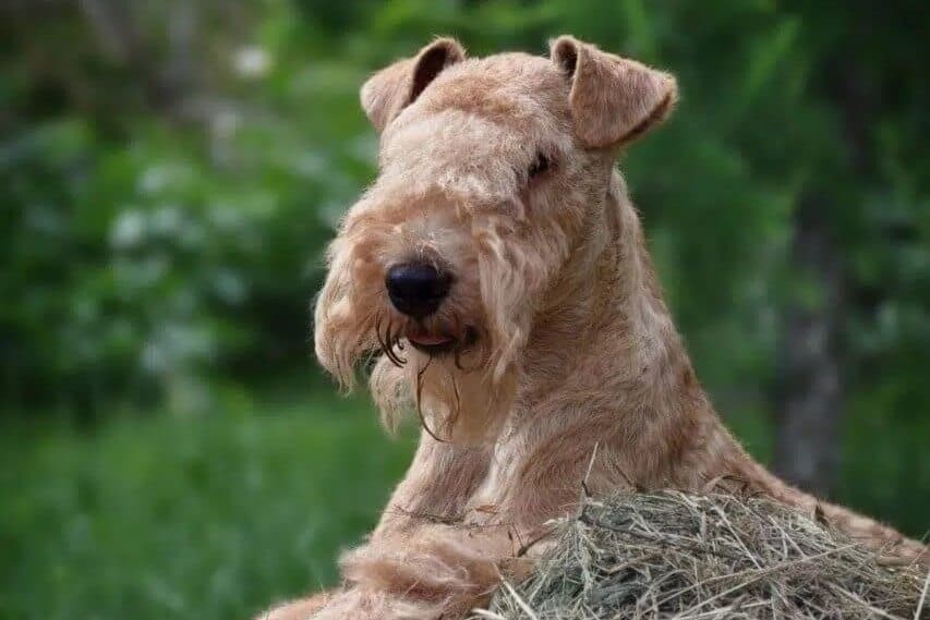 Lakeland Terrier