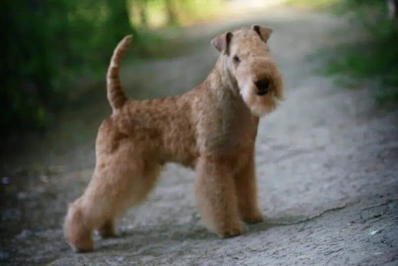 Lakeland Terrier
