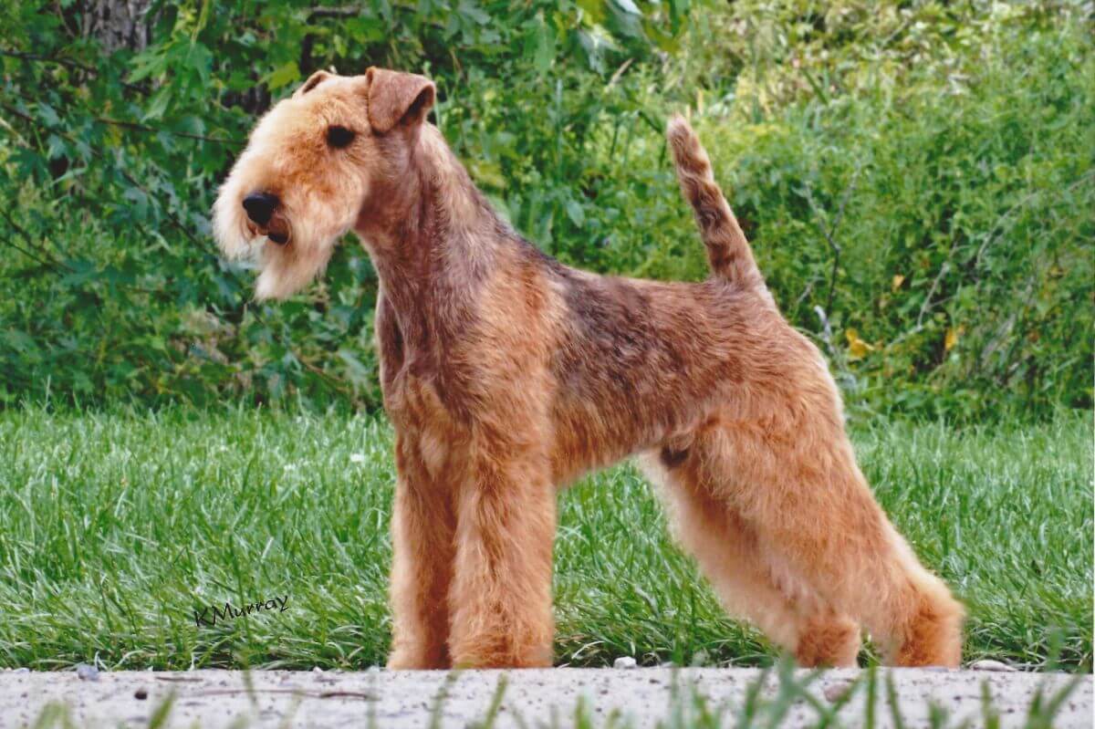 Lakeland Terrier