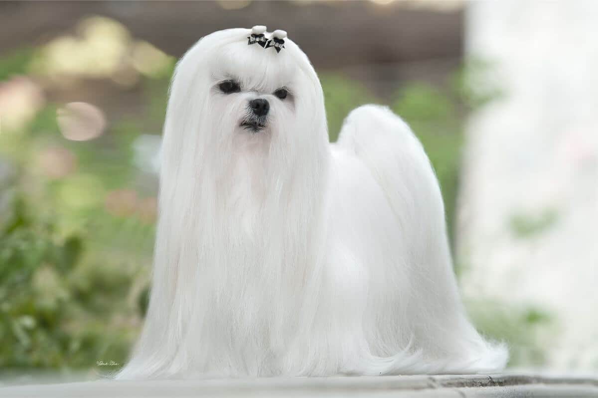 Maltese