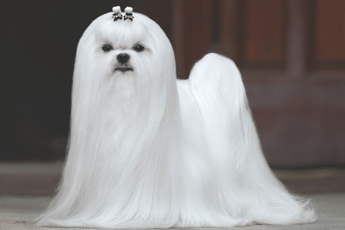 Maltese