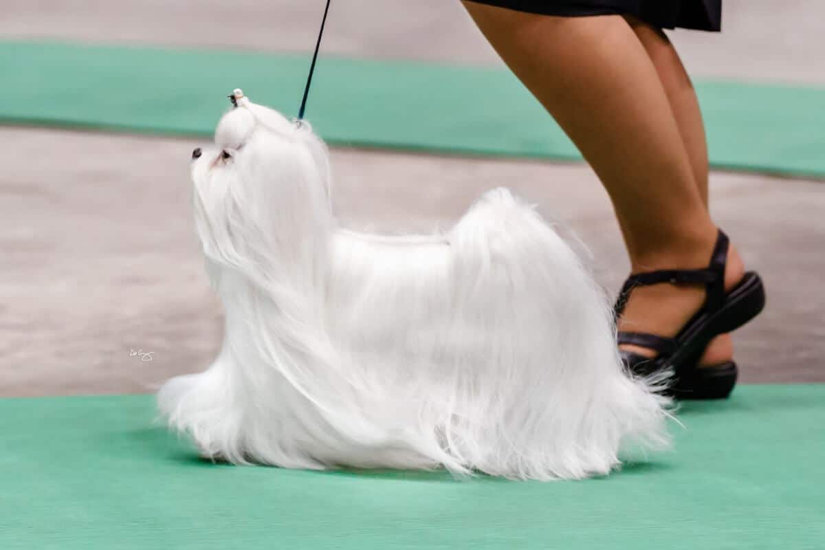 Maltese