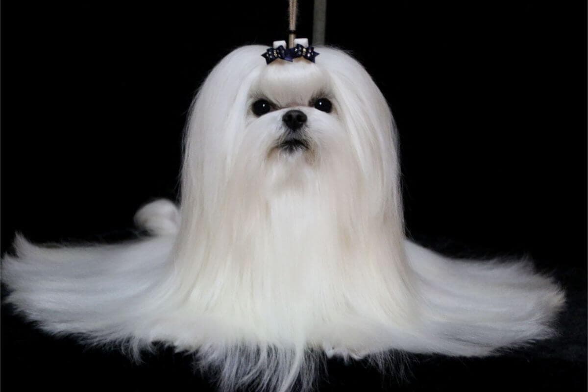 Maltese