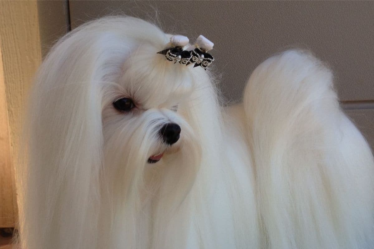 Maltese