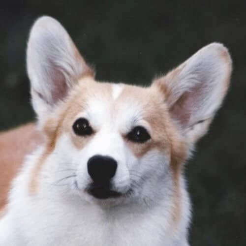 Close-up head photo of a Pembroke Welsh Corgi.