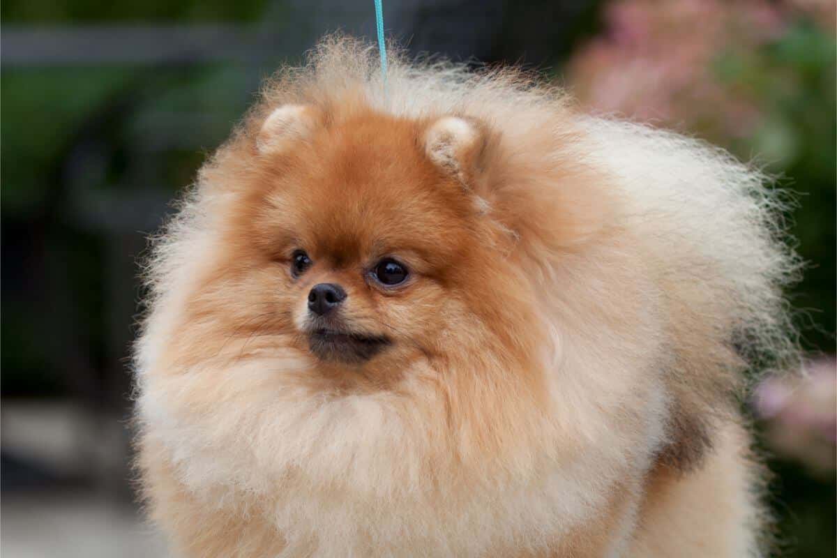 Pomeranian
