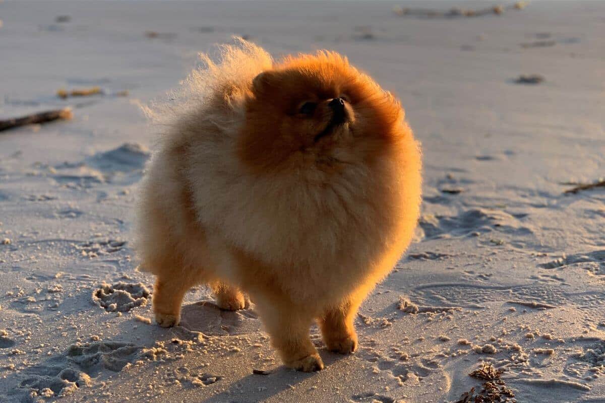 Pomeranian