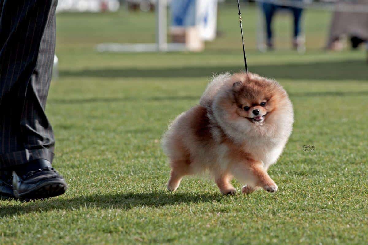 Pomeranian