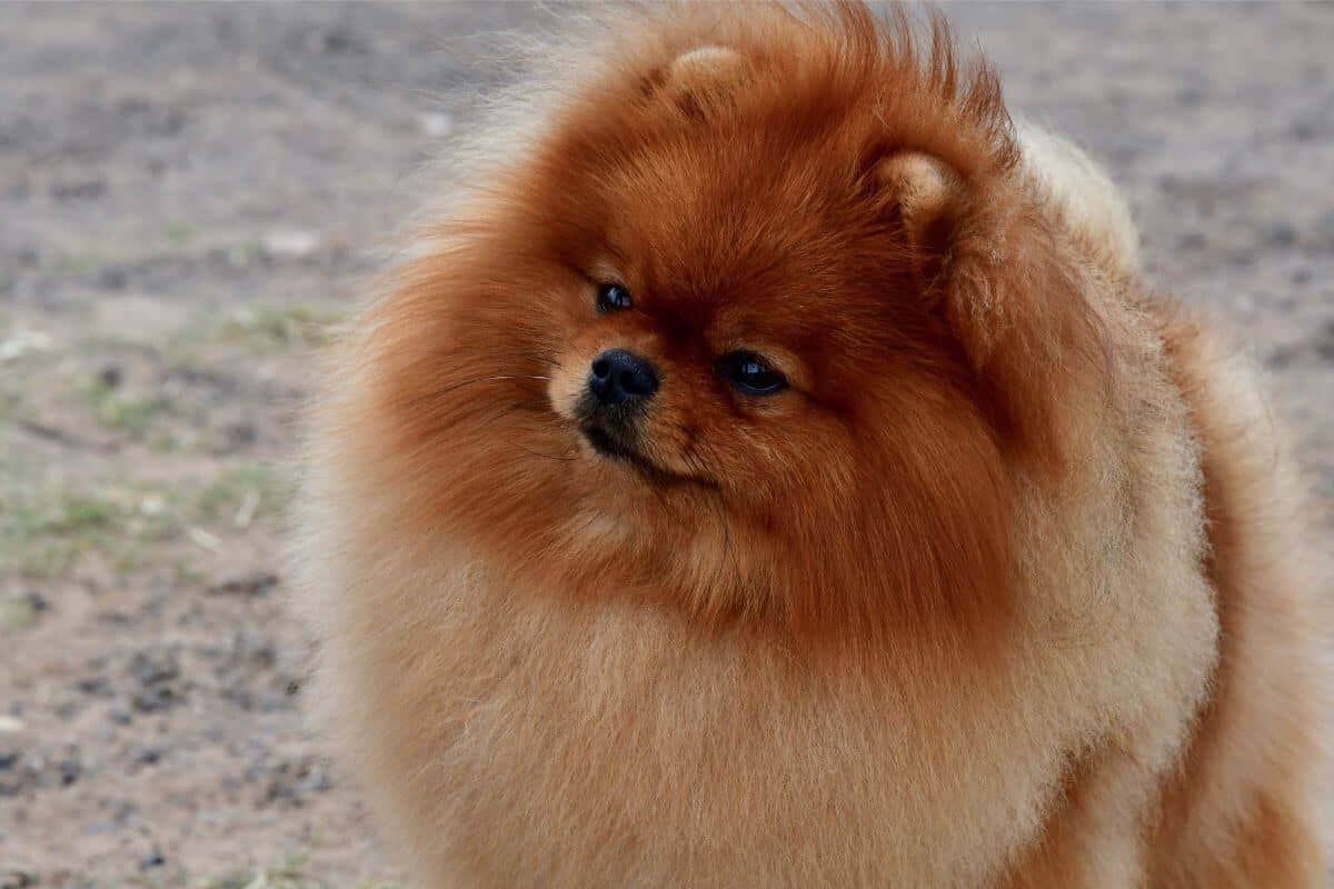 Pomeranian