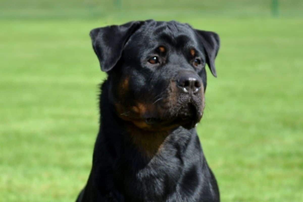 Rottweiler
