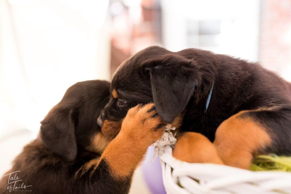 Rottweiler