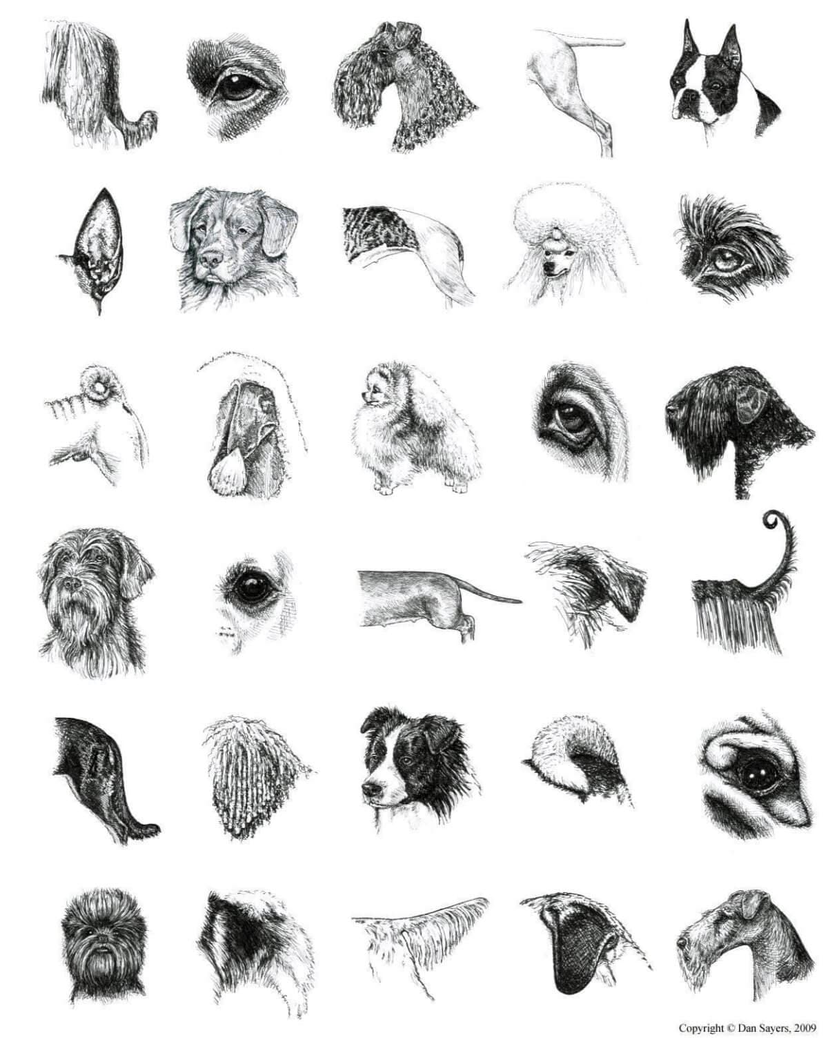 The Encyclopedia of K-9 Terminology by Ed and Pat Gilbert features many of Dan’s pen & ink illustrations.