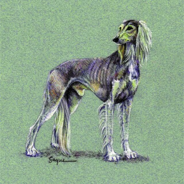 This Saluki pastel is part of a private collection.
