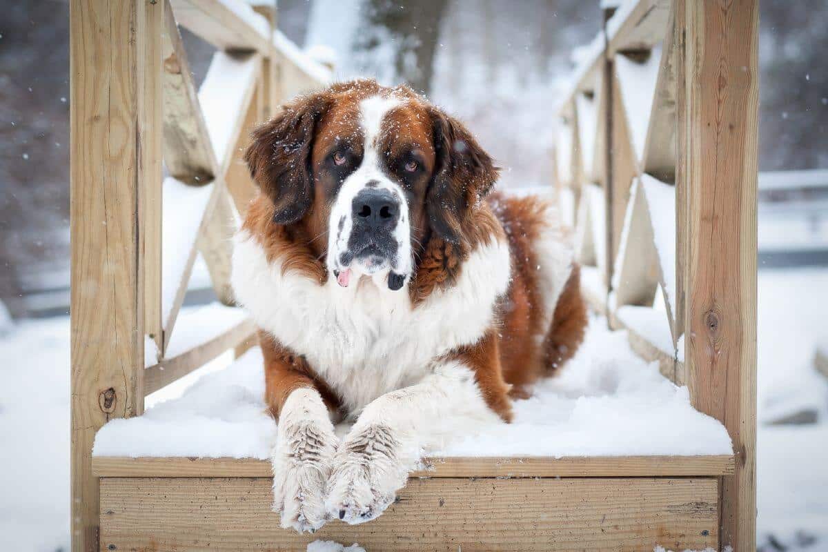 Saint Bernard